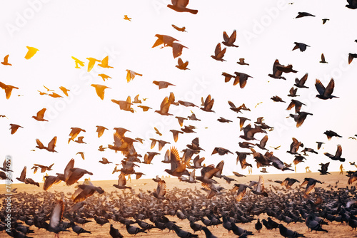 Witness the mesmerizing sight of a magnificent flock of birds soaring gracefully above the pristine sandy beach. 