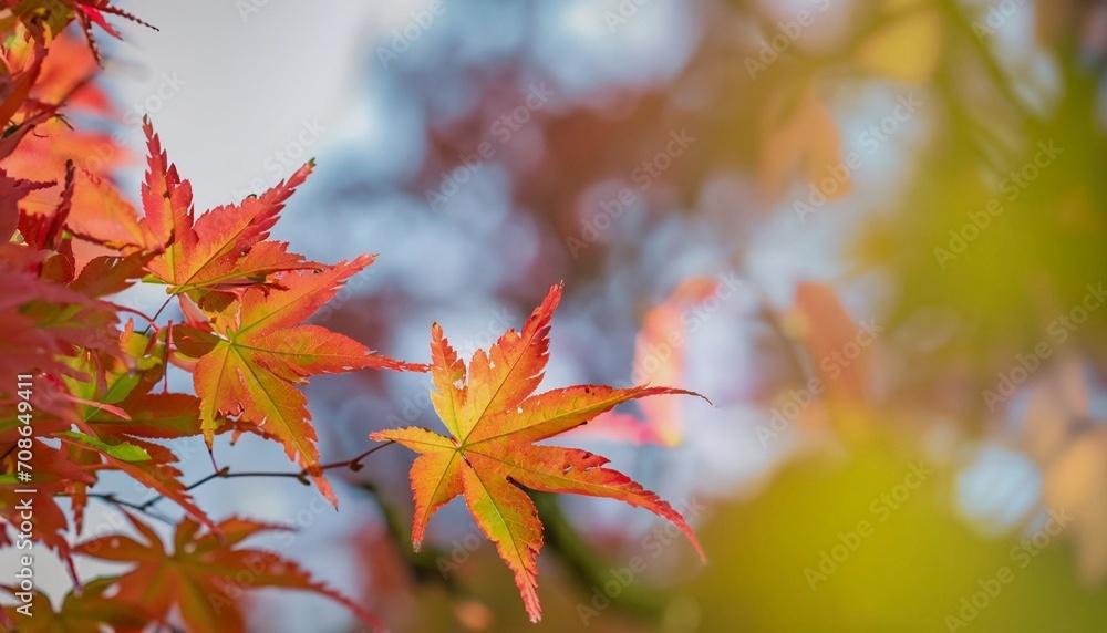 autumn leaves suitable as background or cover autumn leaves suitable as background or cover