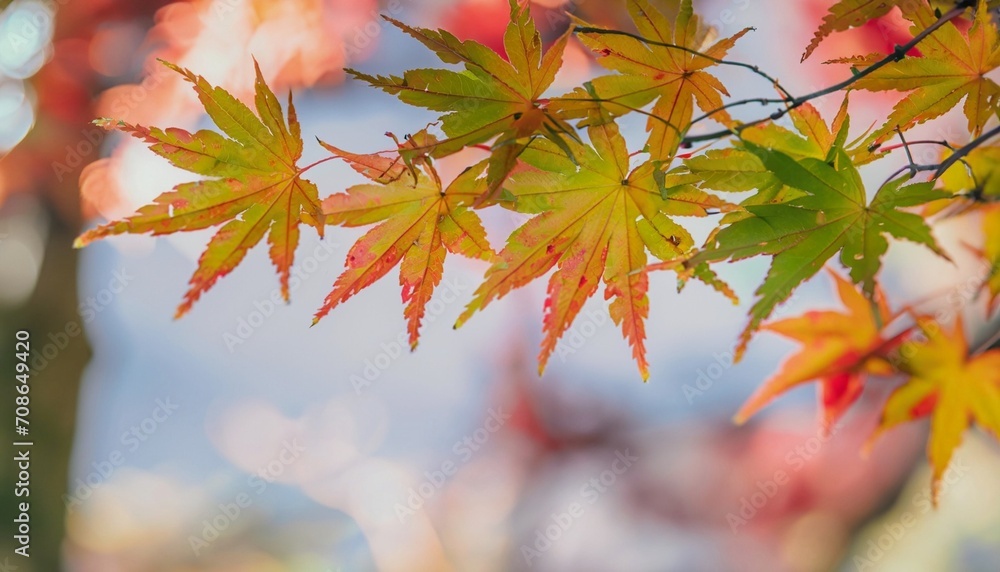 autumn leaves suitable as background or cover autumn leaves suitable as background or cover