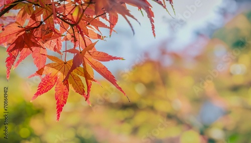 autumn leaves suitable as background or cover