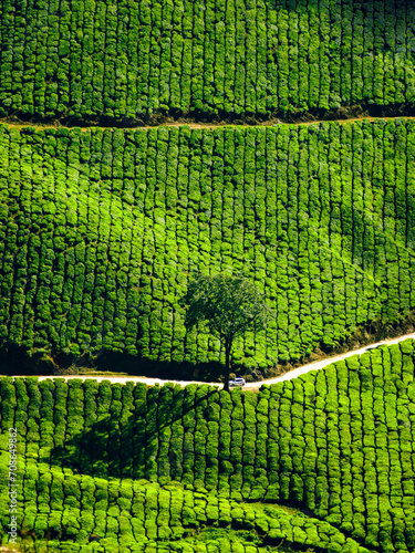 Behold the majesty of nature This lone tree stands tall and proud during a vibrant green field. #708649862