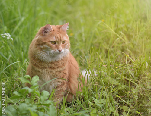 A beautiful red fluffy domestic cat is sitting in the green grass and watching something