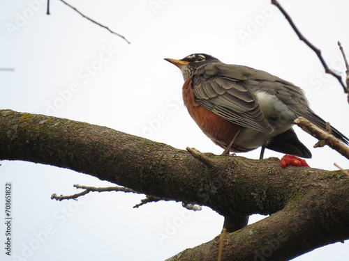 Robin in autumn