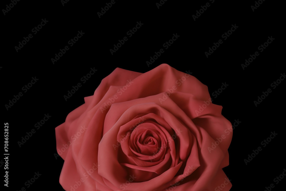 Fototapeta premium Single Red Rose on Black Background.