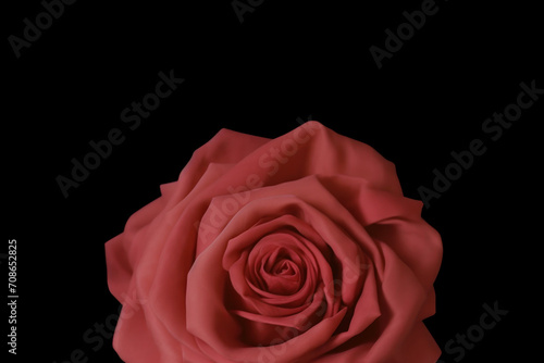 Single Red Rose on Black Background.