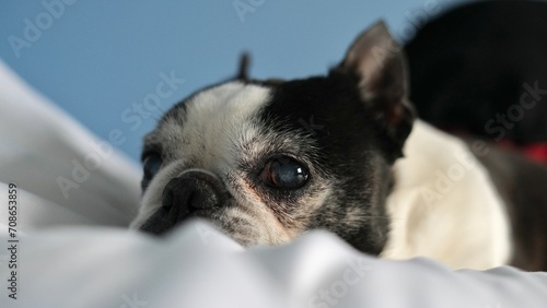 Boston Terrier side eye 