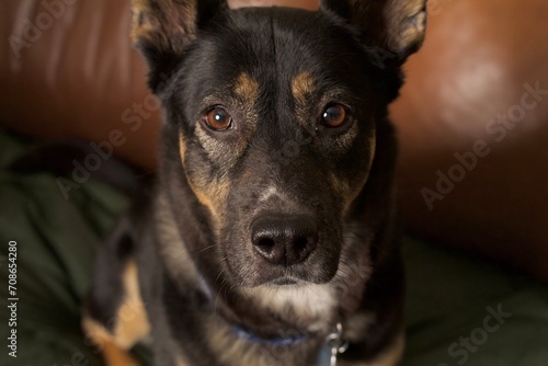 Australian Kelpie