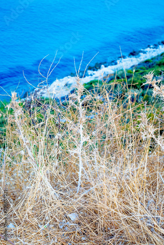 Yellow Bush with Green Tree Background Portrait at Mediterranean Sea in Thassos, Greece