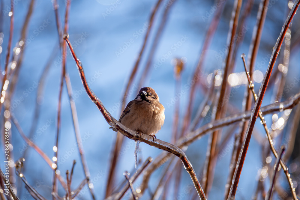Little sparrows sit on icy branches in a city park. Birds in the city. Icing. Little sparrows sit on icy branches in a city park. Birds in the city. Icing.