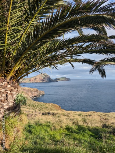 palm tree on the coast