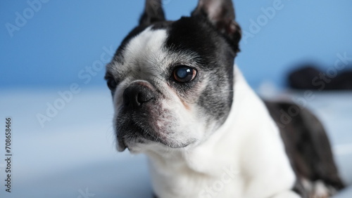 Boston Terrier portrait