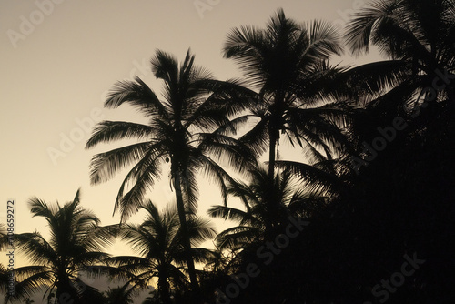 Palm Trees. Arecibo, Puerto Rico photo