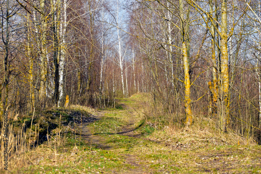 Landscape of a grove in early spring Landscape of a grove in early spring