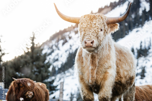 bull in snow, wild animals, highland cow, horse and cows in winter landscape in nature