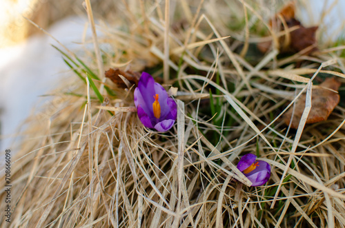 easter eggs in grass