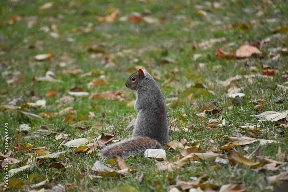 Obraz premium リス