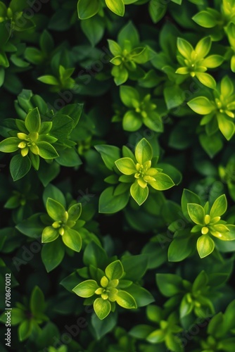 A close up view of a bunch of green leaves. This versatile image can be used for various projects and designs