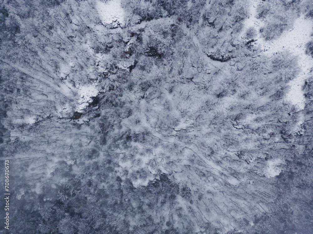 Fototapeta premium snow landscape over forest with frozen tree