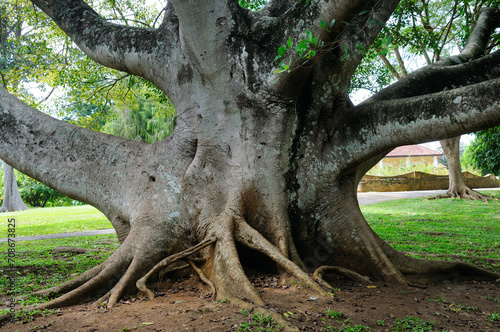 Powerful trunk and l roots of the ficus tree. © alinamd