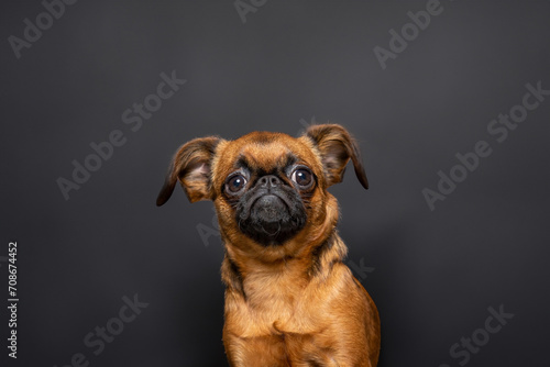 composite image of a cute dog on an isolated background