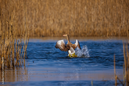 Goose on the water