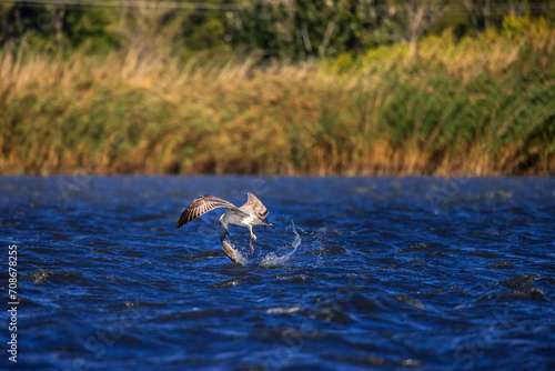 Seagul with fish