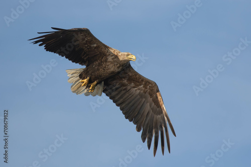 White-tailed eagle in flight © André Sørbø