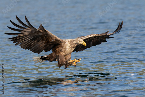 White-tailed eagle catching fish