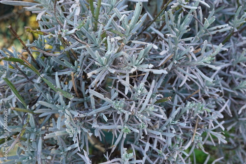 detail of pruned lavender bush, trimmed lavender leaves