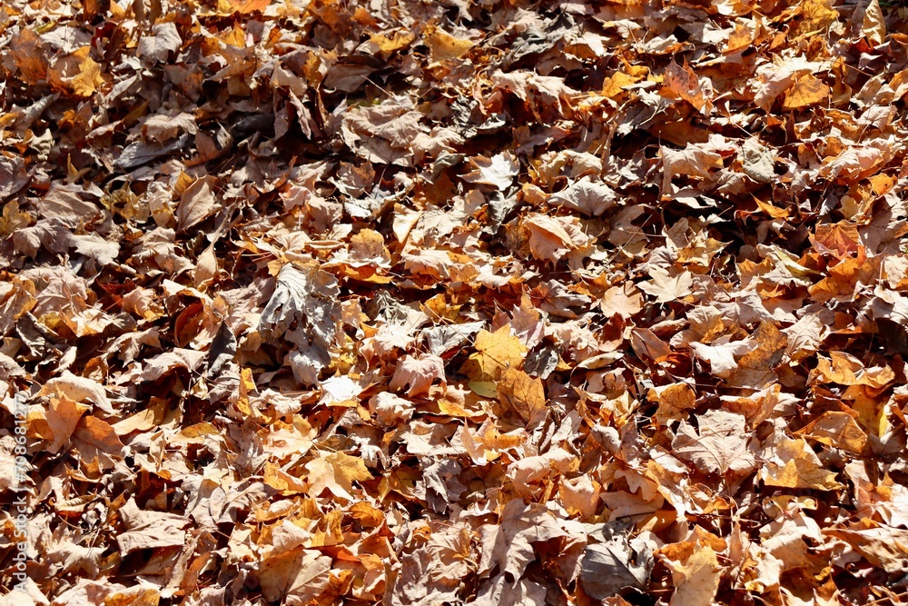 A close view of the pile of autumn leaves.