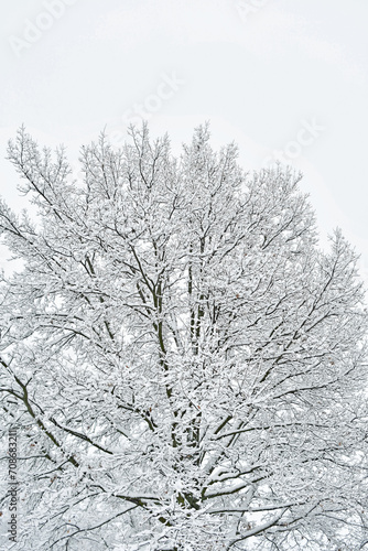 Snow on a Tree © Steve