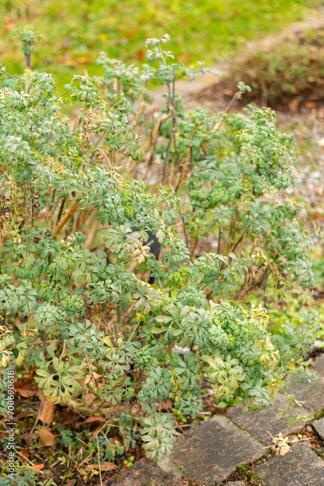 Common rue or Ruta Graveolens plant in Zurich in Switzerland Common rue or Ruta Graveolens plant in Zurich in Switzerland