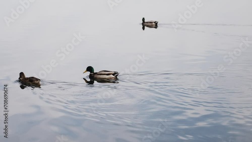 Three mallard ducks gliding on calm water, with reflections visible. Two ducks appear in profile while one faces the camera. Suitable for serene nature themes and wildlife photo