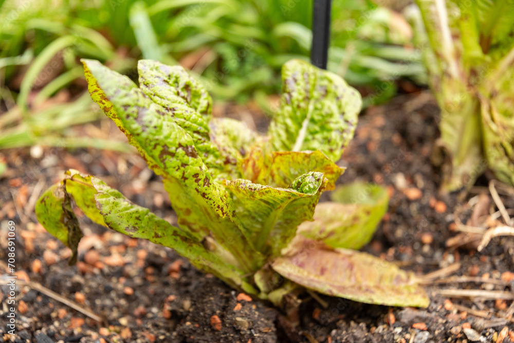 Lettuce or Lactuca Sativa var Capitata plant in Zurich in Switzerland Lettuce or Lactuca Sativa var Capitata plant in Zurich in Switzerland