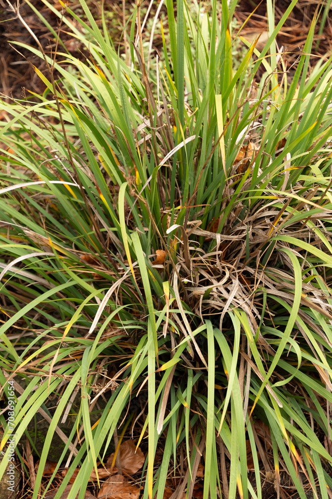 Libertia Ixioides plant in Zurich in Switzerland Libertia Ixioides plant in Zurich in Switzerland