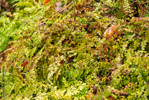 Himalayan maidenhair or Adiantum Venustum plant in Zurich in Switzerland