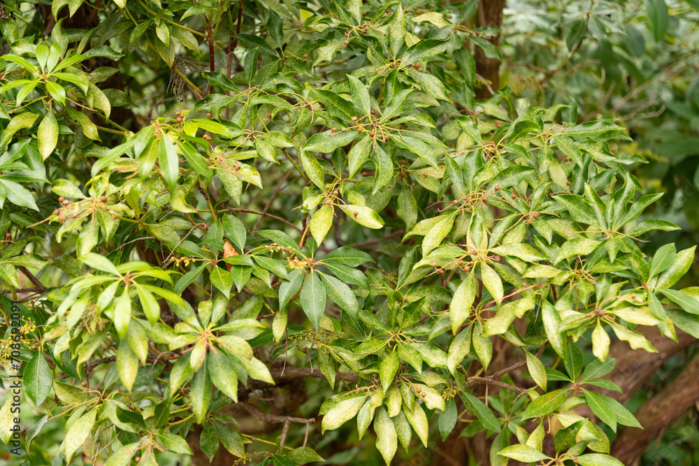 Japanese andromeda or Pieris Japonica plant in Zurich in Switzerland Japanese andromeda or Pieris Japonica plant in Zurich in Switzerland