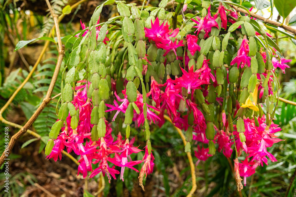 Christmas cactus or Schlumbergia X Buckleyi plant in Zurich in Switzerland Christmas cactus or Schlumbergia X Buckleyi plant in Zurich in Switzerland
