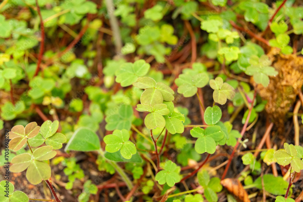 Oxalis Integra plant in Zurich in Switzerland Oxalis Integra plant in Zurich in Switzerland