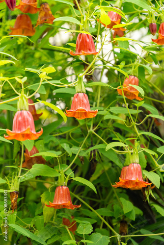 Canary island bell flower or Canarina Canariensis plant in Zurich in Switzerland photo