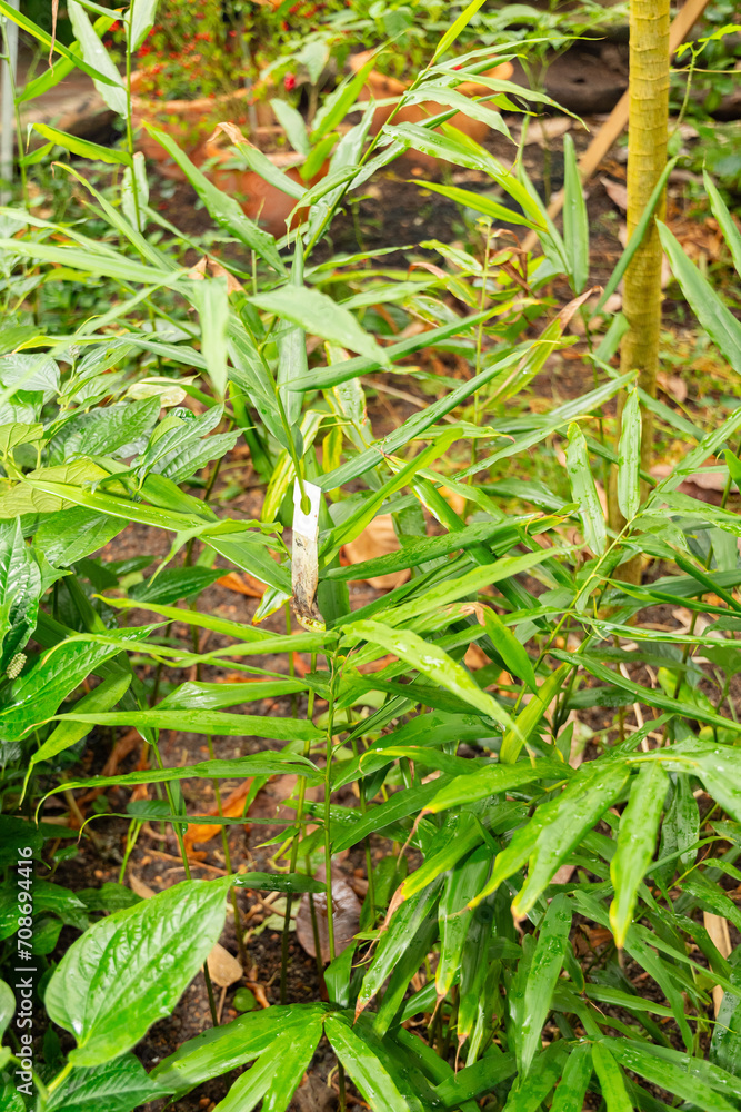Grains of paradise or Aframomum Melegueta plant in Zurich in Switzerland Grains of paradise or Aframomum Melegueta plant in Zurich in Switzerland