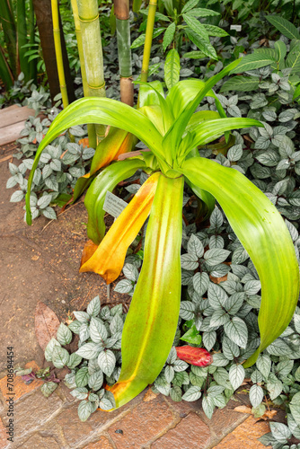 Poison bulb or Crinum Asiaticum plant in Zurich in Switzerland