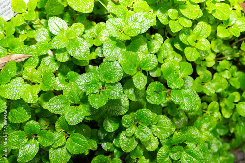 Pilea Inaequalis plant in Zurich in Switzerland photo