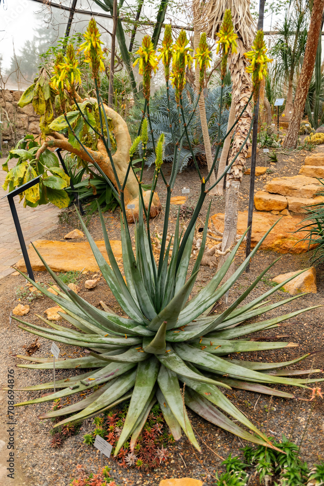 Fototapeta premium Aloe Cryptopoda plant in Zurich in Switzerland