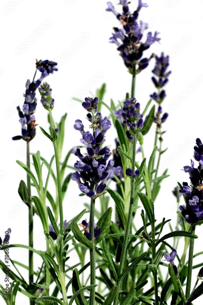 lavand herb with lila flowers close up