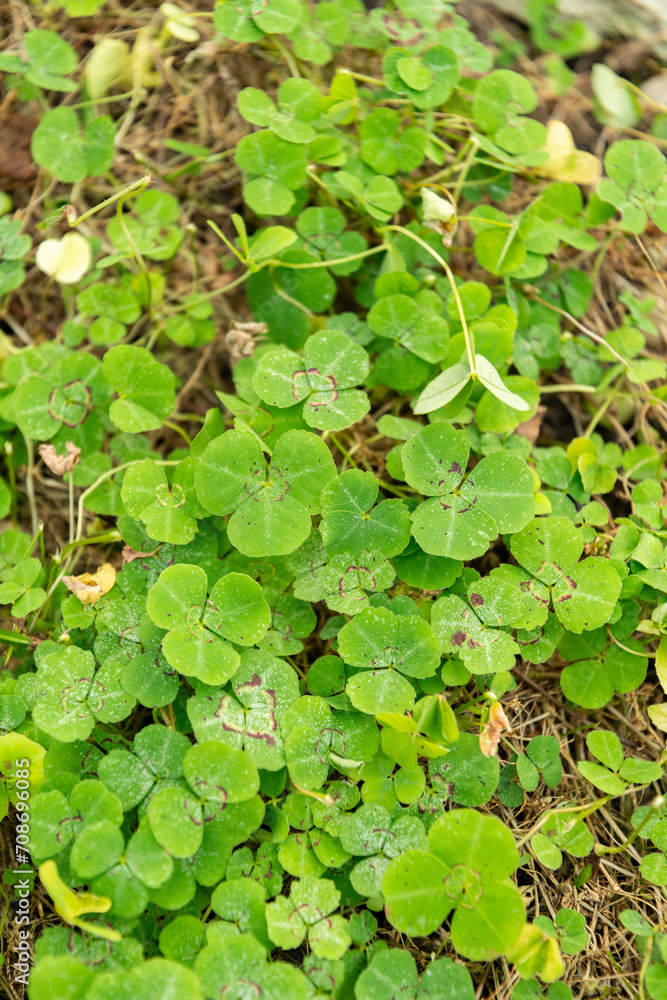 Shamrock pea or Parochetus Communis plant in Saint Gallen in Switzerland Shamrock pea or Parochetus Communis plant in Saint Gallen in Switzerland