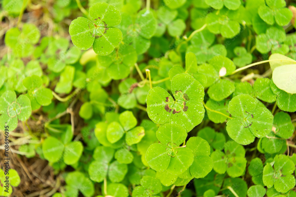 Shamrock pea or Parochetus Communis plant in Saint Gallen in Switzerland