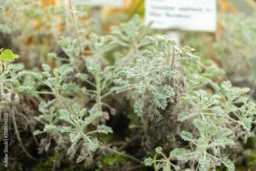 Tanacetum Argenteum plant in Saint Gallen in Switzerland photo