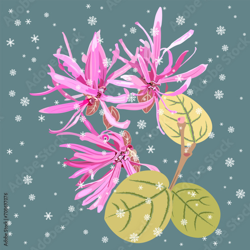 Blooming flowers of Loropetalum Chinense plant under snowflakes. Seasonal winter design. Chinese fringe flower or strap flower. Pink blossom and green leaves on blue background.