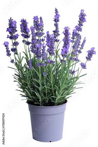 A potted plant with purple flowers on a white background. Suitable for home decor  gardening  or floral themes